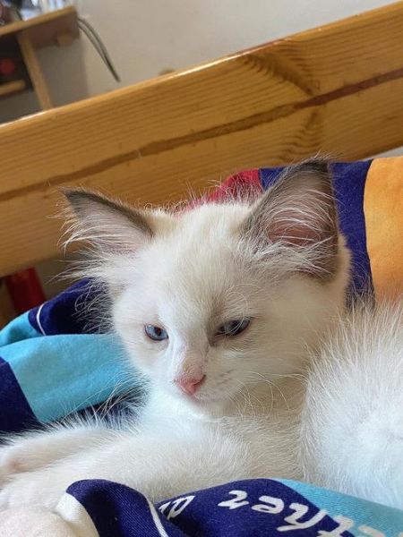 凌采加州天然(哪个更适合我的猫)