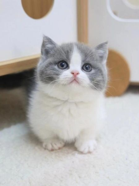凌采加州天然(哪个更适合我的猫)
