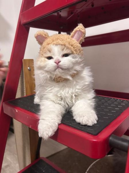 凌采露华( 什么样的猫咪才能驾驭)