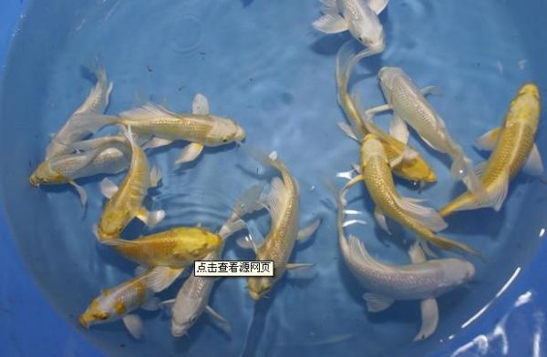 凤尾锦鲤(它对环境有什么要求)