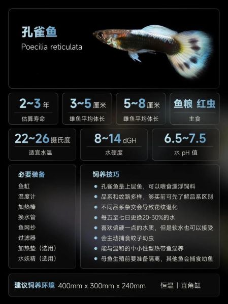 凤尾鱼的养殖方法(怎么才能让它们健康成长)