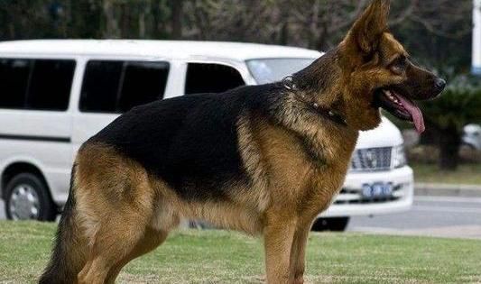 凯利蓝梗( 它和其他的梗犬有什么区别)