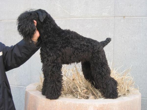 凯利蓝梗( 它和其他的梗犬有什么区别)