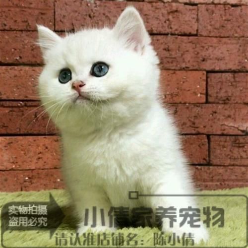 出售宠物(如何才能买到健康宠物)