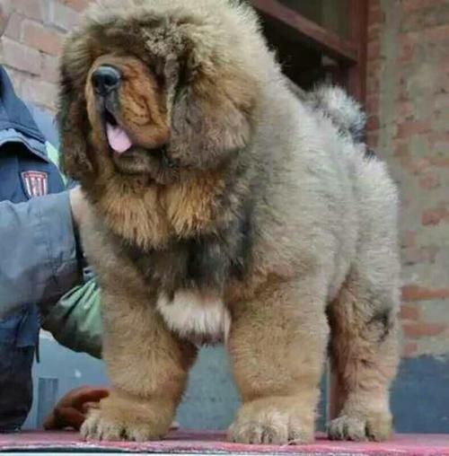 出售藏獒( 藏獒的性格到底怎么样)
