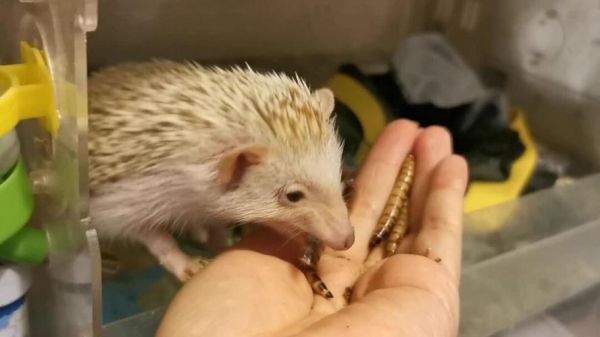 刺猬吃什么(除了虫子还能吃什么)
