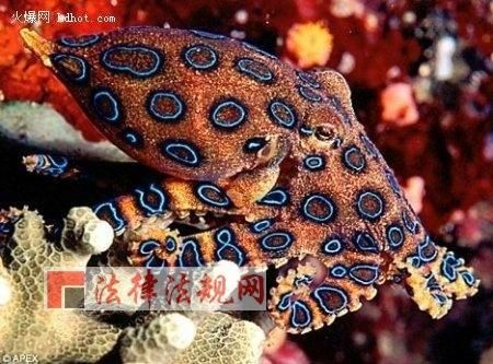 剧毒章鱼被当宠物卖(不怕它咬你吗)