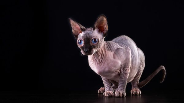 加拿大无毛猫(它们真的不会掉毛吗)
