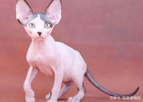 加拿大无毛猫(它们真的不会掉毛吗)