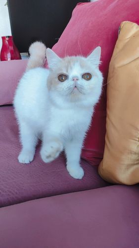 加菲猫多少钱一只(每个月要花多少钱)