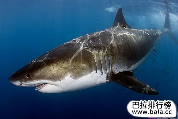 动物之最(海里游得最快的是谁)