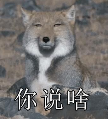动物图(它们的表情你看得懂吗)