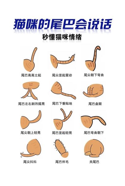 动物尾巴的用处( 还有其他用途吗)