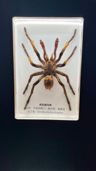 动物标本制作(它的价值到底在哪)