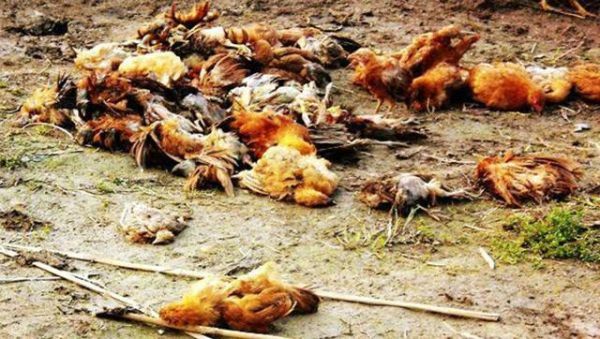 动物死亡(还是背后有猫腻)