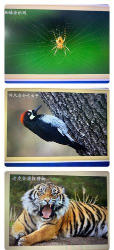 动物百科(它们都有哪些独特的本领呢)