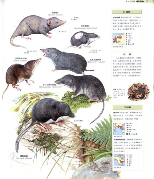 动物百科全书(动物百科全书带你揭秘)