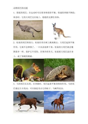 动物的尾巴都有什么作用用处(是平衡、攻击还是防御)