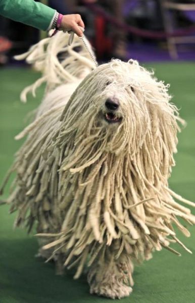 匈牙利牧羊犬( 你愿意花时间打理它吗)