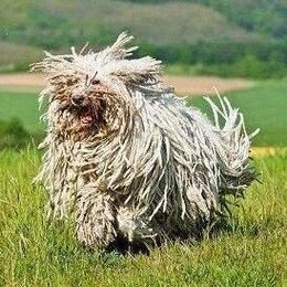 匈牙利牧羊犬( 你愿意花时间打理它吗)