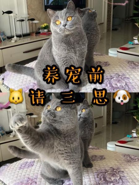 北京 宠物(你准备好了吗)
