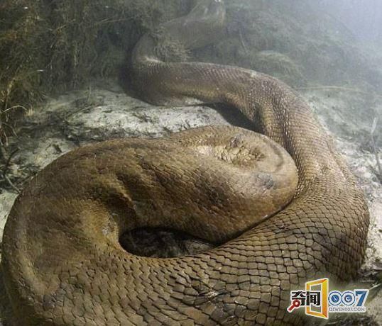 北京动物园百米巨蟒(这到底是怎么回事)