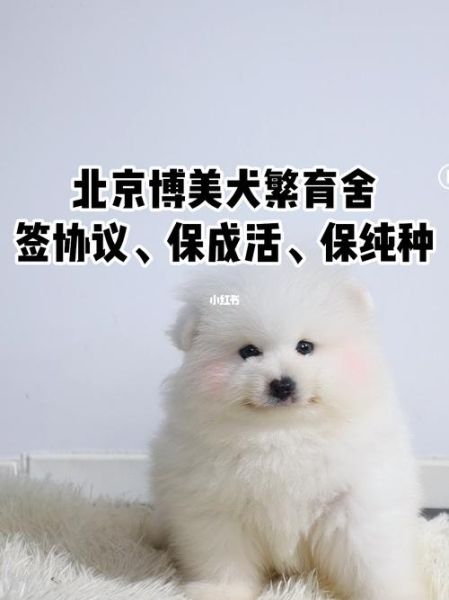 北京博美(它在业内有什么影响)