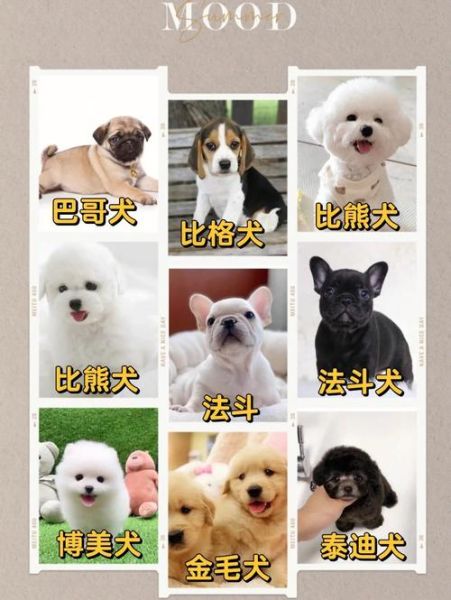 北京吉娃娃(哪个犬舍口碑好)