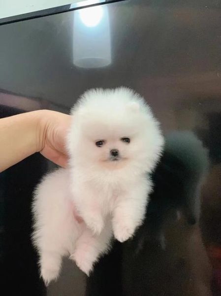 北京哪里有卖茶杯犬(什么样的犬舍比较靠谱)