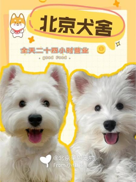北京宠物交易(哪个市场最靠谱)