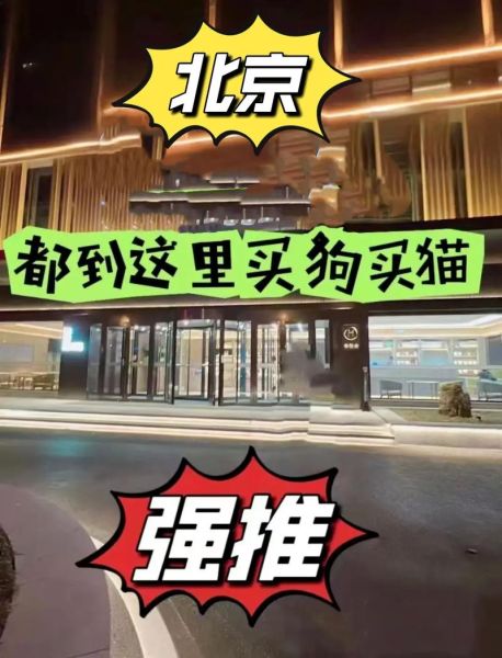 北京宠物交易(哪个市场最靠谱)