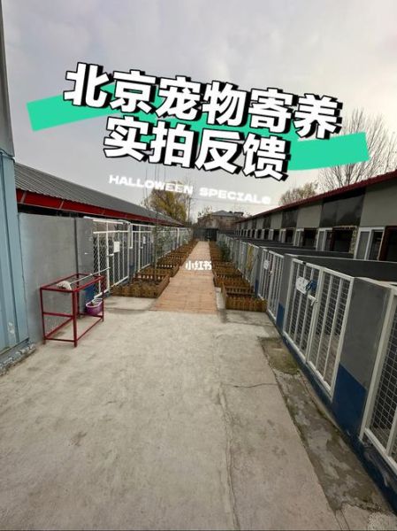北京宠物寄养(哪家寄养环境最好)