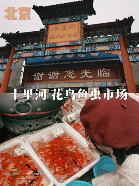 北京宠物市场(北京十里河宠物市场值得推荐吗)