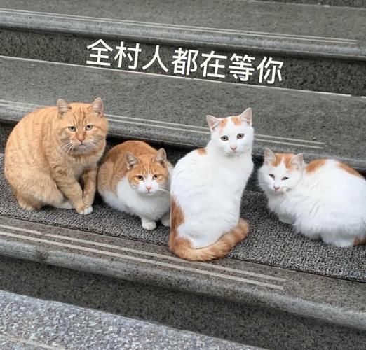 北京宠物收养( 哪些小可爱正在等你带回家)