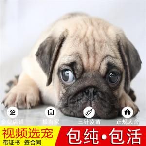 北京宠物狗( 如何才能买到优质宠物狗)