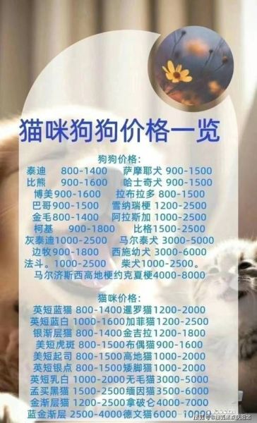 北京宠物狗( 如何才能买到优质宠物狗)