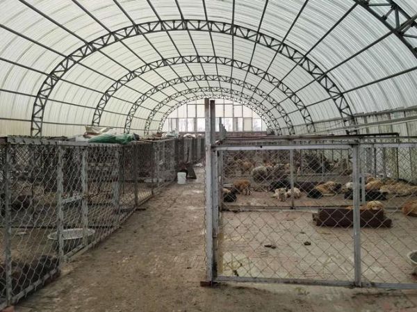 北京宠物狗养殖基地(哪家犬舍最值得信赖)