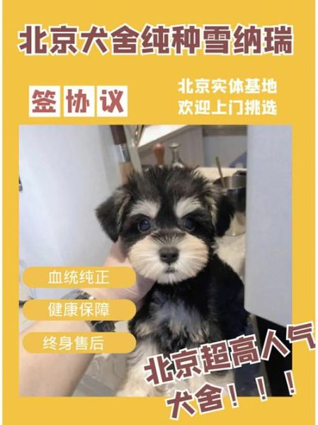 北京宠物狗养殖基地(哪家犬舍最值得信赖)