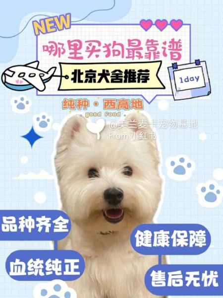 北京宠物狗出售(哪家犬舍最靠谱)