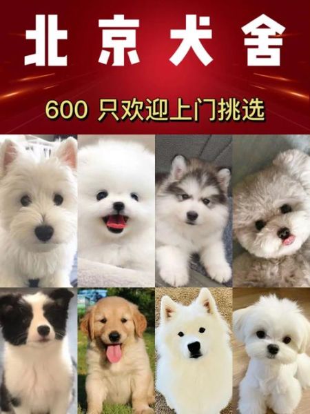 北京宠物狗出售(哪家犬舍最靠谱)