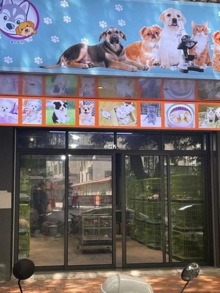 北京宠物狗市场(哪家宠物店最靠谱)