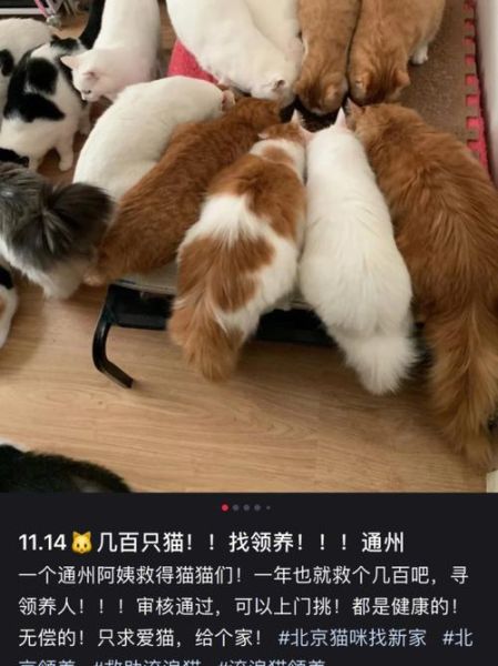 北京宠物猫领养(怎么才能确保猫的健康)