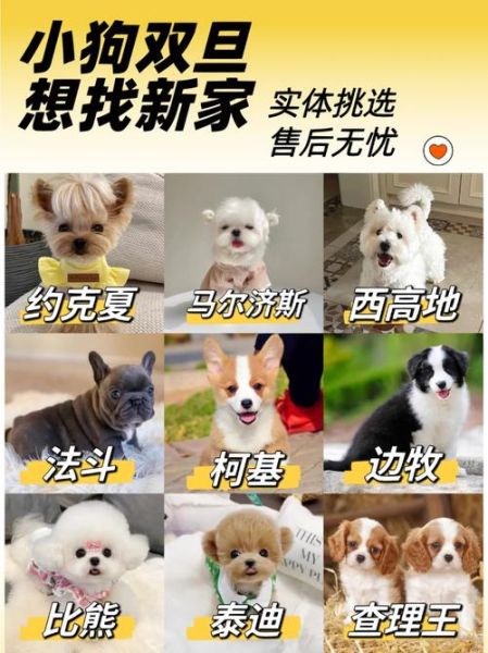 北京宠物网站(北京宠物网站怎么选)