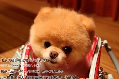 北京宠物美容(哪家学校性价比高)