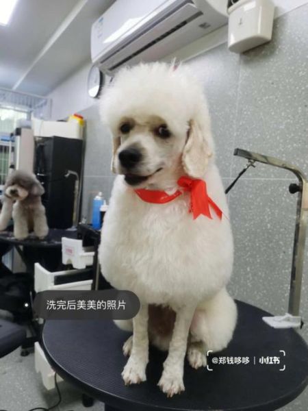 北京宠物美容团购(哪个更适合我家毛孩子)