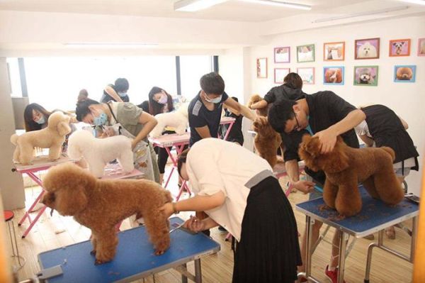 北京宠物美容培训( 学完后能找到工作吗)