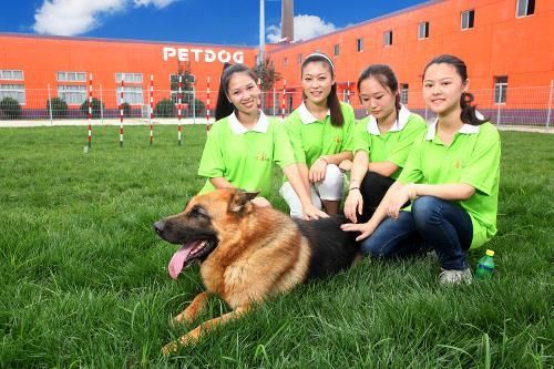 北京宠物美容学校(北京派多格学校怎么样)