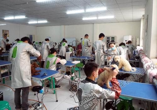北京宠物美容学校(北京派多格学校怎么样)
