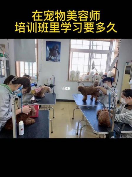 北京宠物美容师培训(去哪里学比较好)