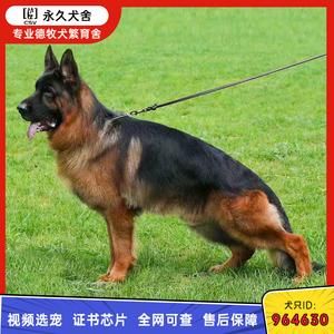北京德国牧羊犬(北京怎么报名)